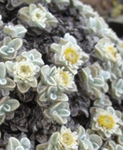 Helichrysum pagophilum flowerheads